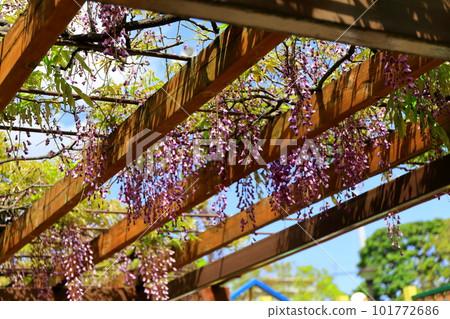 Wisteria flowers Wisteria flowers 101772686