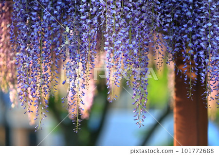 Wisteria flowers Wisteria flowers 101772688