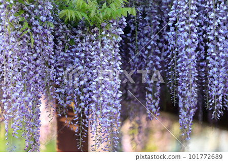 Wisteria flowers Wisteria flowers 101772689