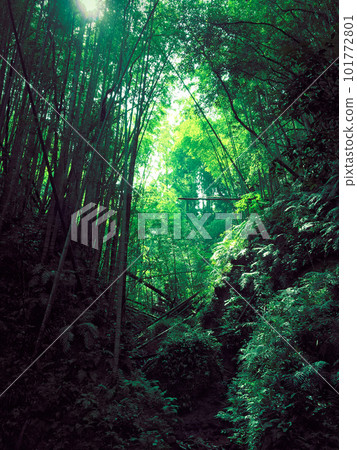 Kochi prefecture Iogido bamboo grove 101772801