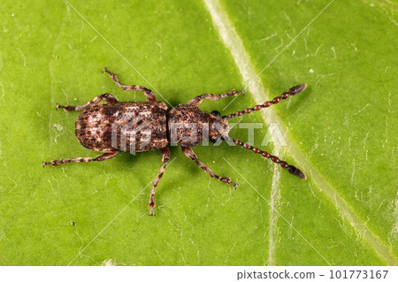 Creatures Insects Okinawan whisker weevil, living in the mountains of the main island of Okinawa. you don't seem to see much 101773167