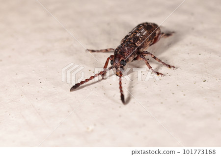 生物昆蟲沖繩鬍鬚象鼻蟲，特徵性串珠觸角。你可以看到短鼻子上有一個大大的下巴 101773168