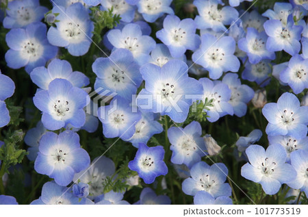 從上面看到的 nemophila 花 101773519