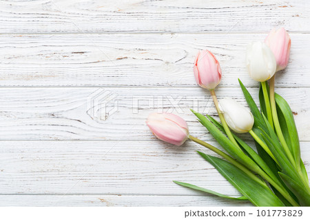 Pink and white tulips on a colored holiday frame Background. Floral spring background for March 8, birthday, mother's day. copy space top view flat lay Pink and white tulips on a colored holiday frame Background. Floral spring background for March 8, birthday, mother's day. copy space top view flat lay 101773829