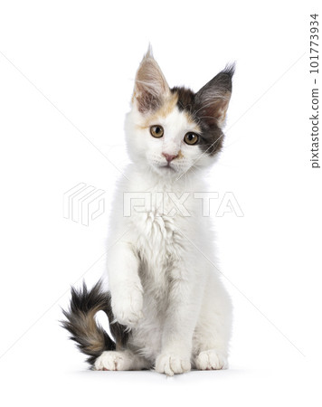 Maine Coon cat kitten on white background Maine Coon cat kitten on white background 101773934