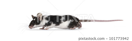 Mouse on white background 101773942