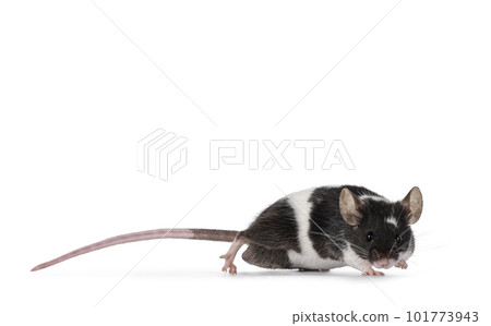 Mouse on white background Mouse on white background 101773943