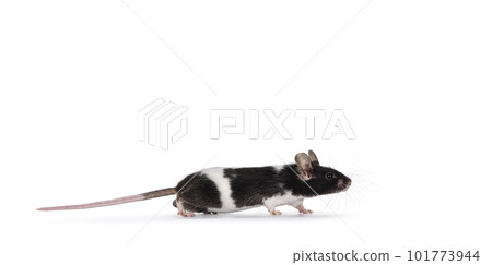 Mouse on white background 101773944