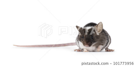 Mouse on white background 101773956