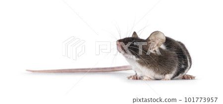 Mouse on white background 101773957