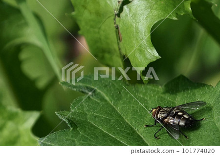 A large fly perched on a green leaf 101774020