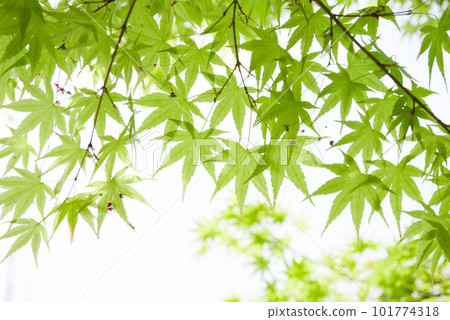 清新的綠色形象【清爽的楓葉】 清新的綠色形象【清爽的楓葉】 101774318