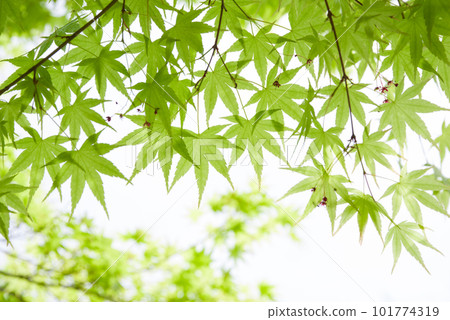 清新的綠色形象【清爽的楓葉】 清新的綠色形象【清爽的楓葉】 101774319