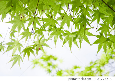 清新的綠色形象【清爽的楓葉】 清新的綠色形象【清爽的楓葉】 101774320