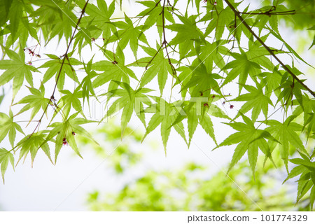清新的綠色形象【清爽的楓葉】 清新的綠色形象【清爽的楓葉】 101774329