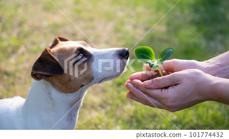 A woman holds a sprout in her hands next to the muzzle of a Jack Russell dog outdoors. A woman holds a sprout in her hands next to the muzzle of a Jack Russell dog outdoors. 101774432