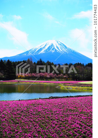 Mt. Fuji and Moss Phlox Festival Mt. Fuji and Moss Phlox Festival 101774483
