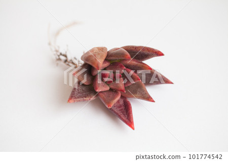 Bright red Agavoides Echeveria Shaikh flower Bright red Agavoides Echeveria Shaikh flower 101774542