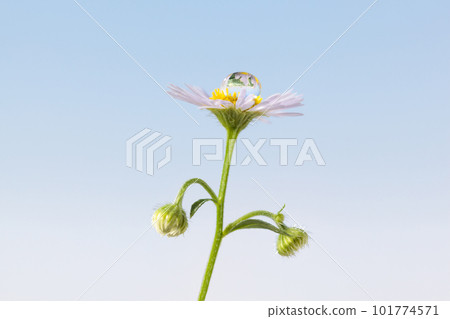 Droplet on chamomile Droplet on chamomile 101774571