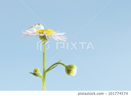 Rain drops on tiny chamomile Rain drops on tiny chamomile 101774574
