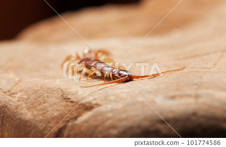 Crawling stone centipede 101774586