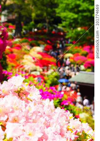 根津神社杜鵑花節杜鵑花園 根津神社杜鵑花節杜鵑花園 101774669