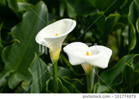 calla lily alocasia field nature white white calla lily カラーリリー 101774879