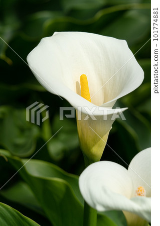 calla lily alocasia field nature white white calla lily カラーリリー 101774881