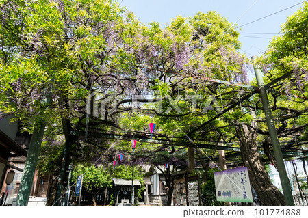 東京都調布市國陵町國陵神社、仙年之紫藤、紫藤花、春天湛藍的天空 東京都調布市國陵町國陵神社、仙年之紫藤、紫藤花、春天湛藍的天空 101774888