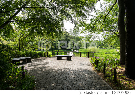 Jindai Botanical Garden's aquatic botanical garden, near the entrance, in the spring sunshine, Chofu City, Tokyo 101774923