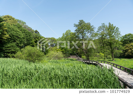 Jindai Botanical Garden's aquatic botanical garden, dense aquatic plants, spring blue sky, Chofu City, Tokyo 101774929