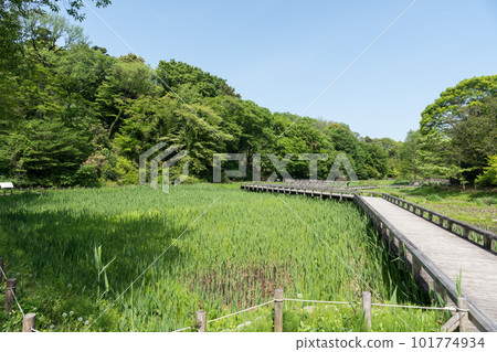 Jindai Botanical Garden's aquatic botanical garden, the road above the wetlands, the blue sky in spring, Chofu City, Tokyo 101774934