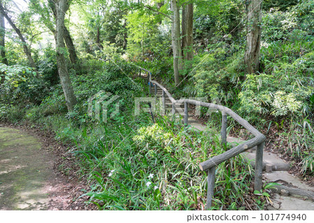Jindai Botanical Garden's aquatic botanical garden, stairs in the forest, blue sky in spring, Chofu City, Tokyo 101774940
