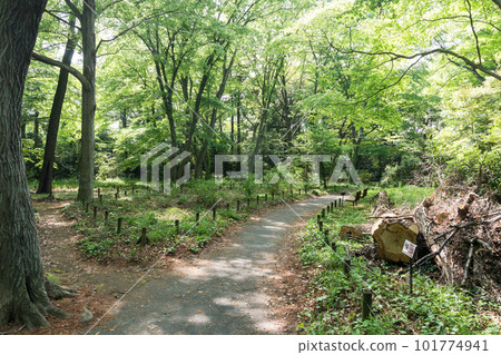 Jindai Botanical Garden's aquatic botanical garden, a dense forest, a clear blue sky in spring, Chofu City, Tokyo 101774941