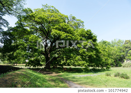 The view of the Jindaiji Castle ruins, climbing the aquatic botanical garden of the Jindai Botanical Gardens, the clear blue sky of spring, Chofu City, Tokyo 101774942