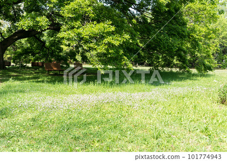 The flowering plants of the Jindaiji Castle Ruins, climbing the aquatic botanical garden of the Jindai Botanical Gardens, the clear blue sky of spring, Chofu City, Tokyo 101774943
