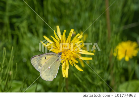 Monkecho sucking dandelion honey 101774968