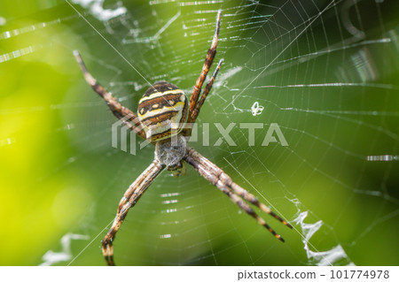 Cogalatidae Cogalatidae 101774978