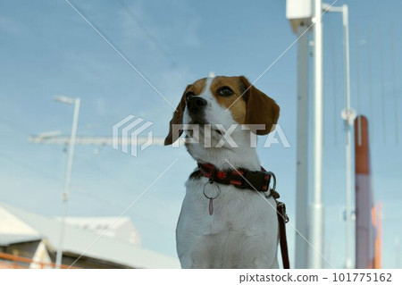 A dog waits for his owner at the train station. The concept of loyalty, abandonment and canine friendship. A beagle dog waiting for its master. A dog waits for his owner at the train station. The concept of loyalty, abandonment and canine friendship. A beagle dog waiting for its master. 101775162