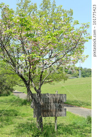 Kamatari Sakura (Kisarazu City) Kamatari Sakura (Kisarazu City) 101775423