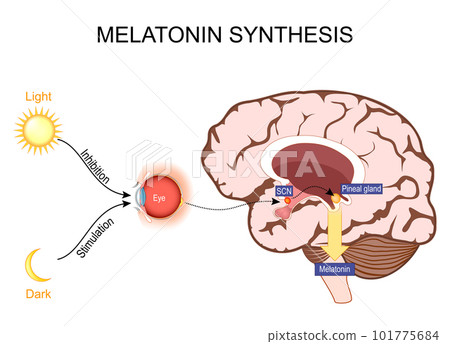 Melatonin and  Circadian rhythm regulation. Brain with pineal gland 101775684