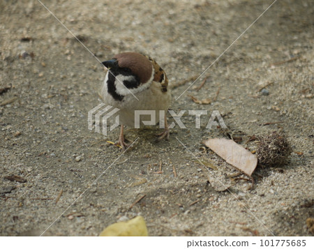 Sparrow on the ground 101775685