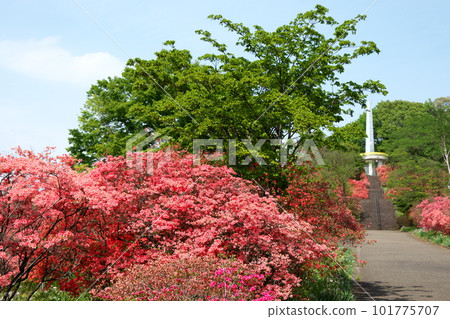 杜鵑花盛開的長峰公園 杜鵑花盛開的長峰公園 101775707