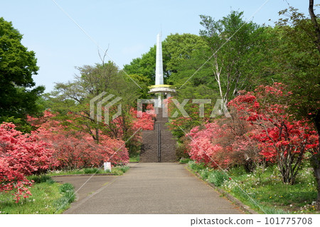 杜鵑花盛開的長峰公園 101775708
