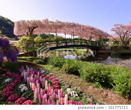 足利市 足利花卉公園 臼紅橋 101775721