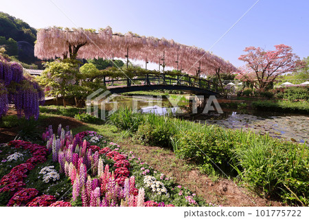 足利市 足利花卉公園 臼紅橋 101775722