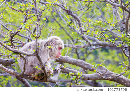 Monkeys at Arashiyama Monkey Park 101775796