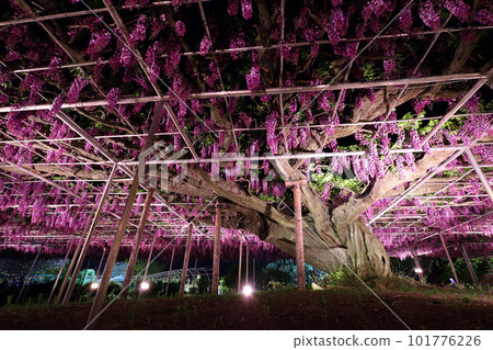Ashikaga City Ashikaga Flower Park Yaeguro Ryuto's light up 101776226