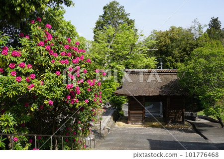 Honzanji, a temple of the Tendai sect in Misaki, Okayama Prefecture: Niomon 101776468