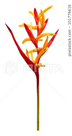 Tropical heliconia psittacorum flowers isolated, Golden Torch Tropical heliconia psittacorum flowers isolated, Golden Torch 101776616